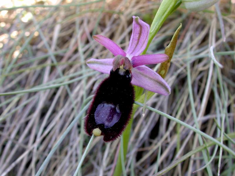 Ophrys bertolonii